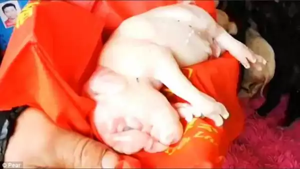 Unbelievable Mutant Piglet Born With Only One Eye And A Bizarre 